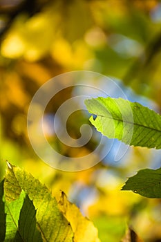 Colorful autumn fall season chestnut green leaves, creative background pattern