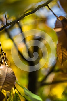 Colorful autumn fall season chestnut green leaves, creative background pattern