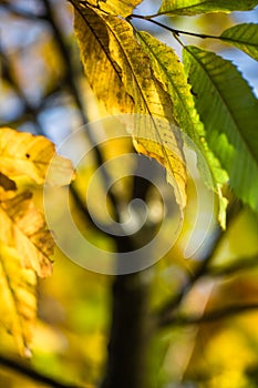 Colorful autumn fall season chestnut green leaves, creative background pattern