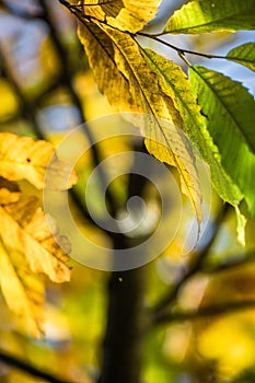 Colorful autumn fall season chestnut green leaves, creative background pattern