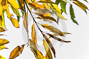 Colorful autumn fall season chestnut leaves, creative background pattern with copy space text on white background