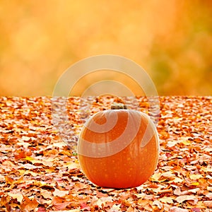 Colorful autumn fallen leave and abstract orange bokeh background