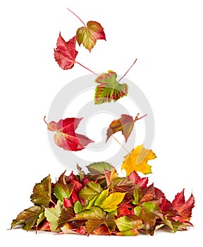 colorful autumn falling flying down on fall pile of leaves foliage seasonal concept