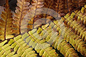 Colorful autumn fern leaf