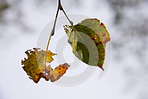 Colorful autumn foliage in brandenburg forest