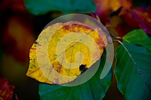 Colorful autumn foliage in brandenburg forest