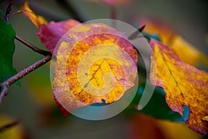 Colorful autumn foliage in brandenburg forest