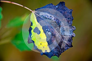 Colorful autumn foliage in brandenburg forest