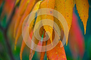 Colorful autumn foliage in brandenburg forest