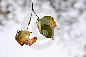 Colorful autumn foliage and golden leafs