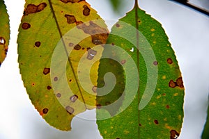 Colorful autumn foliage and golden leafs