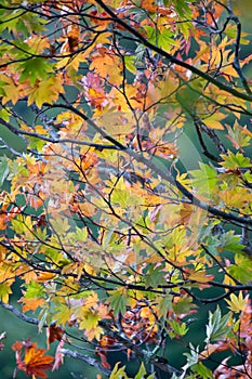 Colorful autumn foliage in Nikko,Tochigi Prefecture,Japan.