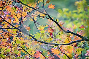 Colorful autumn foliage in Nikko,Tochigi Prefecture,Japan.