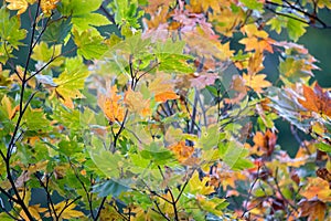 Colorful autumn foliage in Nikko,Tochigi Prefecture,Japan.
