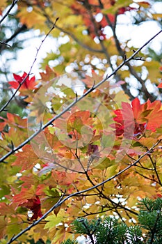 Colorful autumn foliage in Nikko,Tochigi Prefecture,Japan.