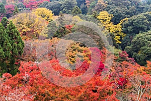 Colorful autumn forest in Buddhist Temple in Kyoto, Japan