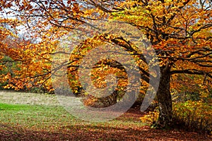 Colorful autumn in the forest of Canfaito park, Italy