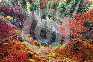 Colorful autumn forest and deep canyon