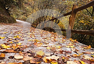 Colorful autumn forest of Erlangshan mountain, in Yana, Sichuan