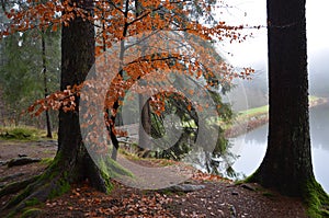 Colorful Autumn forest with foggy lake