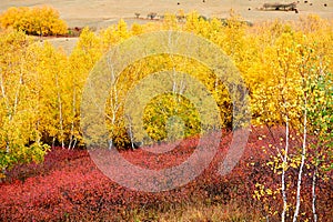 The colorful autumn forest on the hillsdie