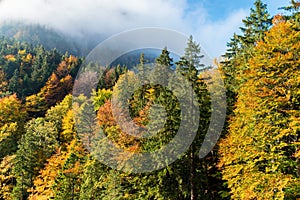 Colorful autumn forest in the mountains in the morning sun in the clouds