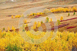 The colorful autumn forest on the steppe