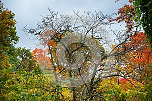 Colorful autumn forest trees in magical colors