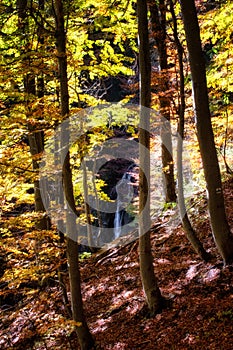 Colorful autumn forest with yellow leaves and waterfall at background