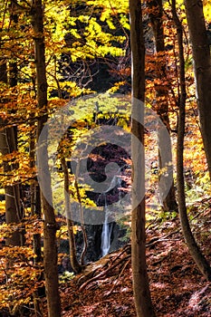 Colorful autumn forest with yellow leaves and waterfall at background