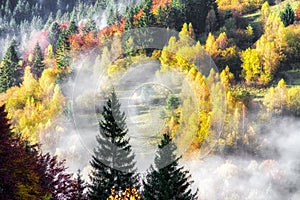 Colorful autumn forest with yellow trees