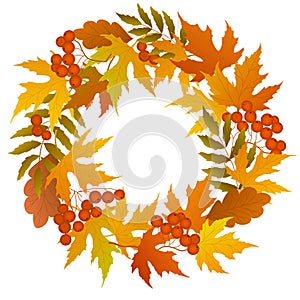 Colorful autumn frame with leaves, herb spikelets, oak acorns and bunches of viburnum fruits