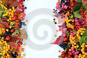 Colorful autumn fruit and leaves