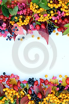 Colorful autumn fruit and leaves