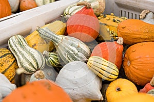 Colorful Autumn Gourds and Squashes