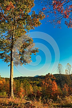 Autumn leaves sunset landscape Unicom State Park Georgia