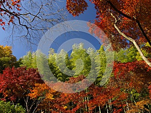 Colorato autunno Giappone 