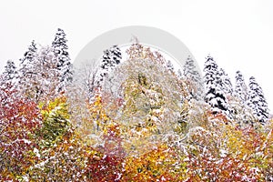 Colorful autumn landscape.