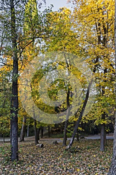 Colorful autumn landscape of autumnal forest with road, glade and bench in the South park