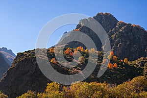 Colorful autumn landscape in the Caucasus mountains, colorful forest in Kazbegi, Georgia