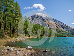 Colorful autumn landscape with clear mountain lake in forest among fir trees in sunshine. Bright scenery with beautiful turquoise