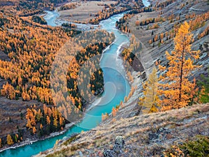 Colorful autumn landscape with golden leaves on trees along wide turquoise mountain river in misty morning. Awesome alpine scenery