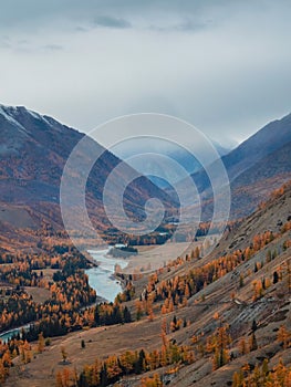 Colorful autumn landscape with golden leaves on trees along wide turquoise mountain river in misty morning. Awesome vertical