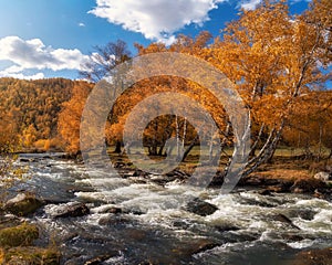 Colorful autumn landscape with golden leaves on trees turquoise stormy mountain river in sunshine. Bright scenery with mountain