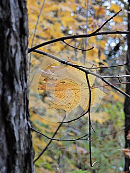 Colorful autumn landscape with maple leaf in october forest