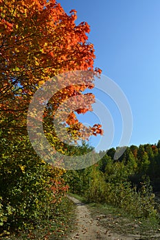 Colorful autumn landscape with maple trees near walking path