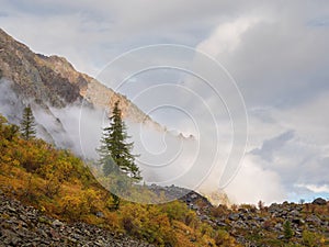 Colorful autumn landscape with mountain and coniferous trees on hill with view to forest mountain in golden sunshine in low clouds
