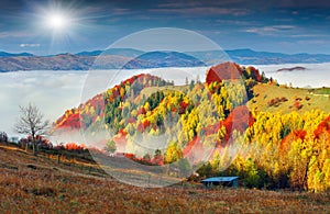 Colorful autumn landscape in the mountain village. Foggy morning