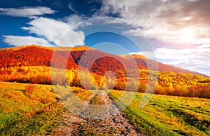 Colorful autumn landscape with old country road. Sunny morning scene in Carpathians, Ukraine, Europe. Beauty of nature concept