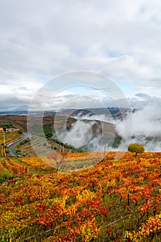 Colorful autumn landscape of oldest wine region in world Douro valley in Portugal, different varietes of grape vines growing on